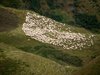 Le pecore di casera Moraret