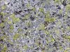 Quadro astratto di licheni e porfido