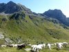 Grande gregge di pecore ai piedi della Cima Lagorai
